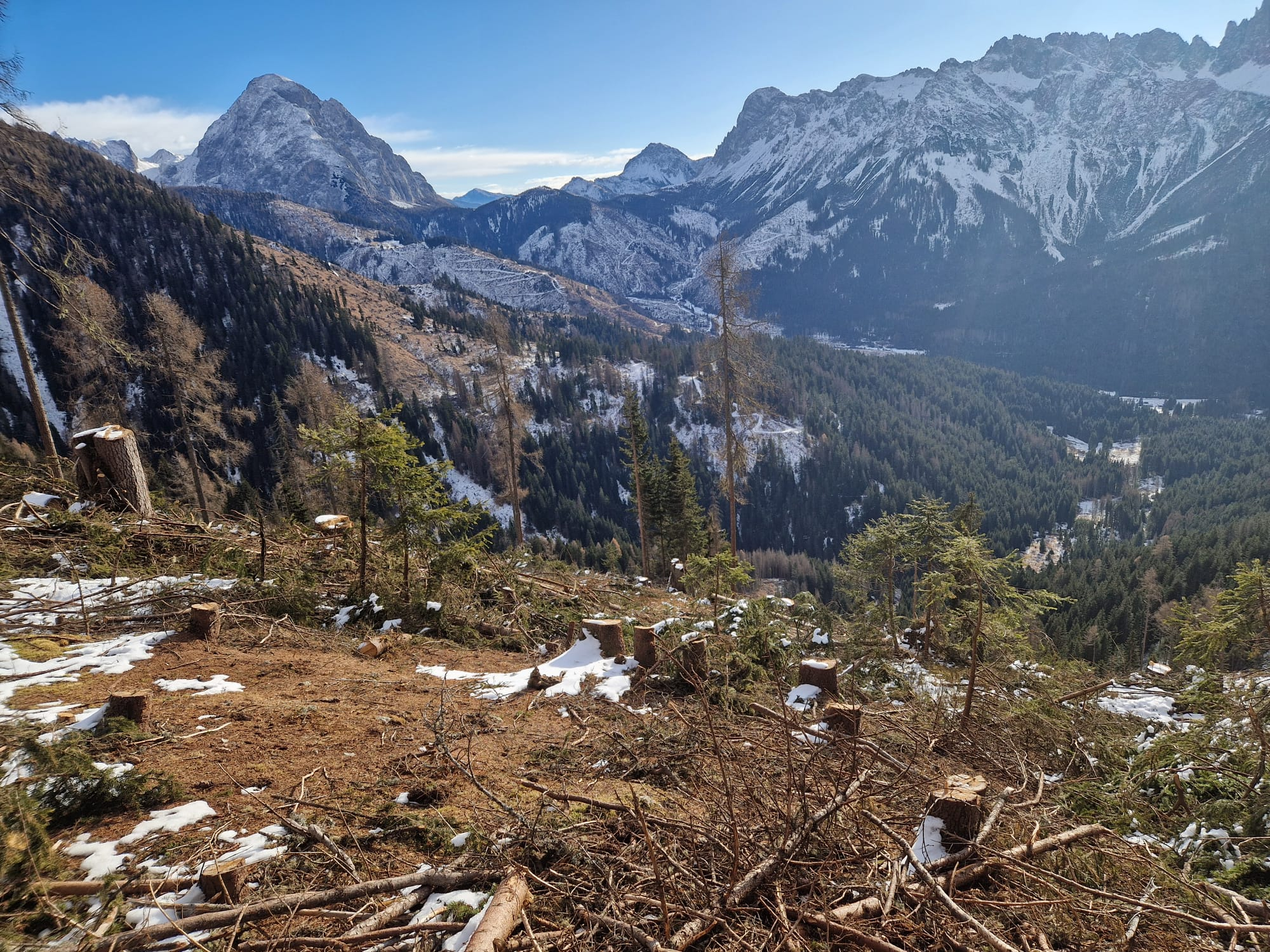 Veduta panoramica di un versante montano delle Dolomiti dopo un intervento di utilizzazione forestale invernale, con ceppaie e ramaglie in primo piano, neve sparsa al suolo e ampio bosco di conifere sullo sfondo sotto un cielo sereno.