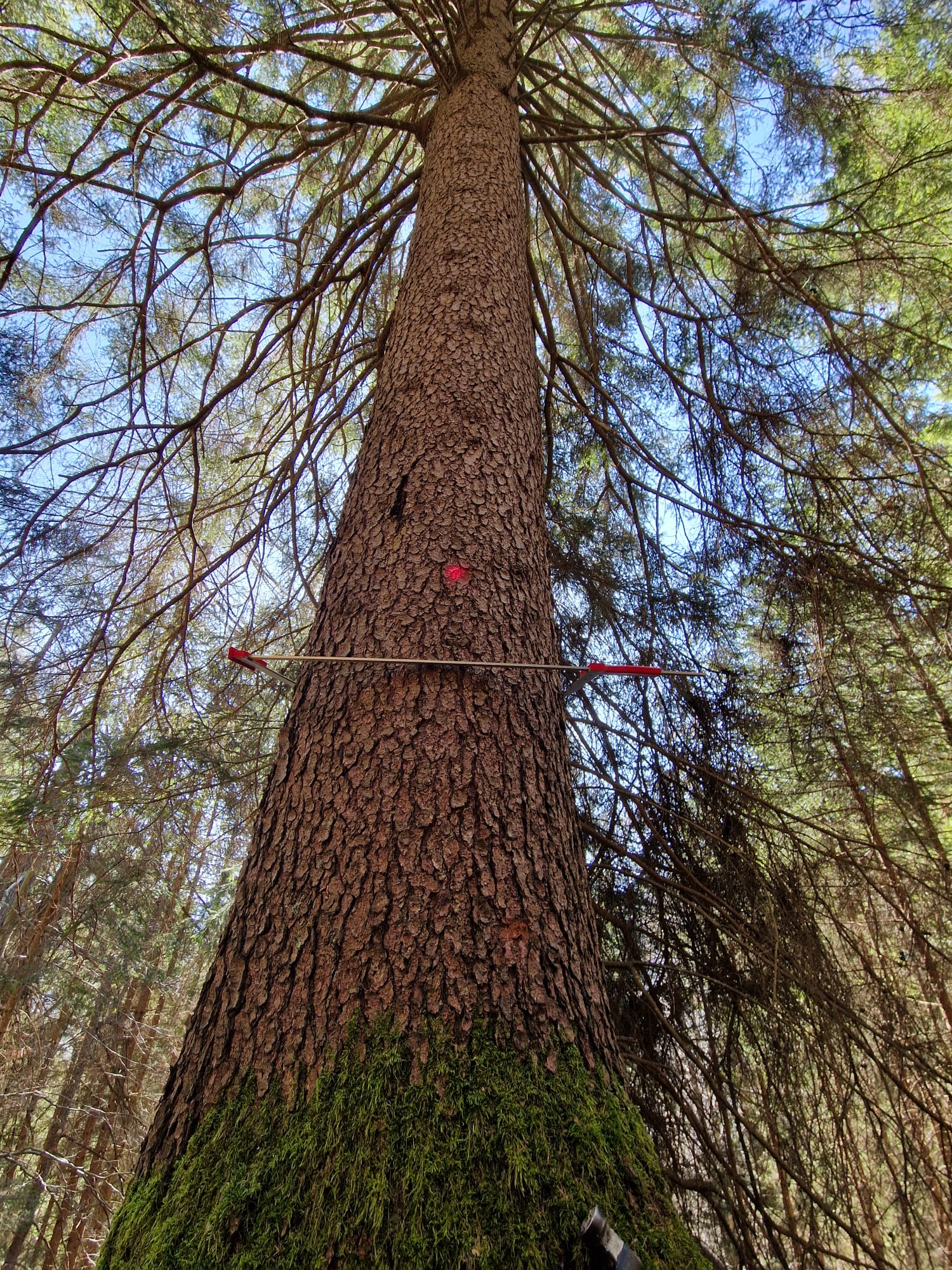 Italian Alt Text: Una foto di un albero di pino in un bosco, con una misurazione di altezza con una pertica rossa.